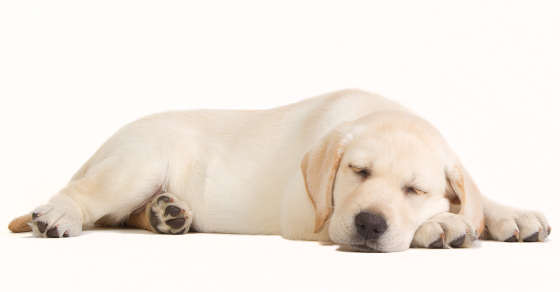 Hip dysplasia: protecting your Labrador puppy