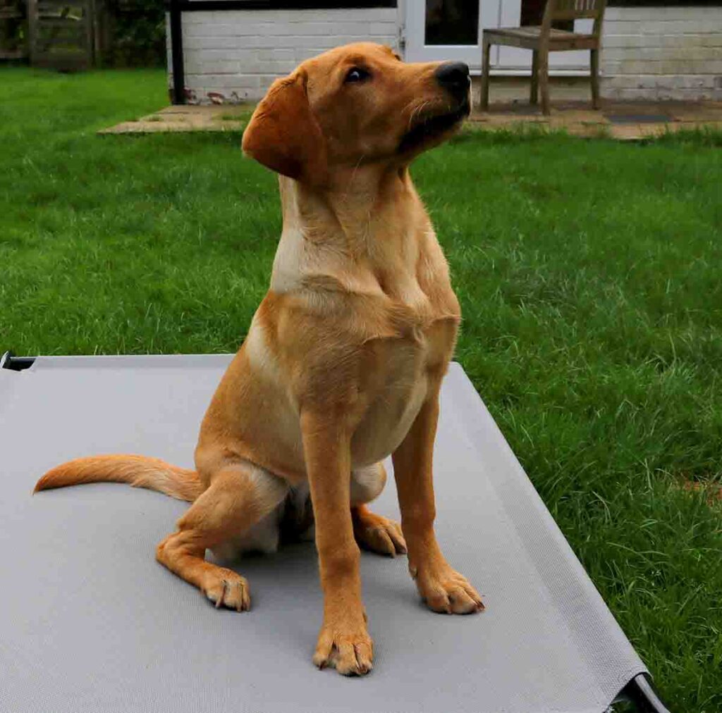 yellow american labrador puppy learning to sit still on a raised dog bed