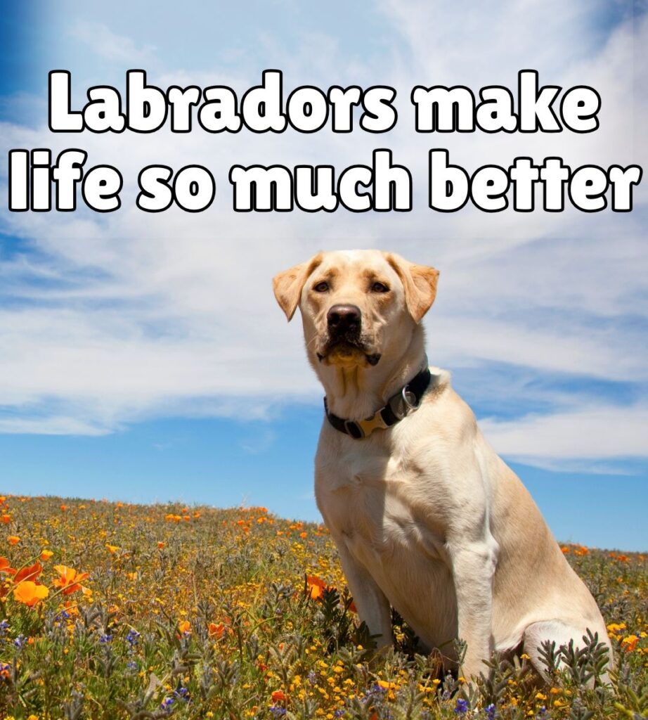 labradors make life so much better meme