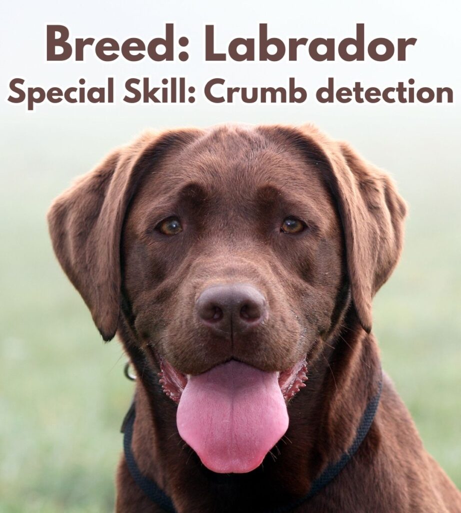 labrador crumb detector meme