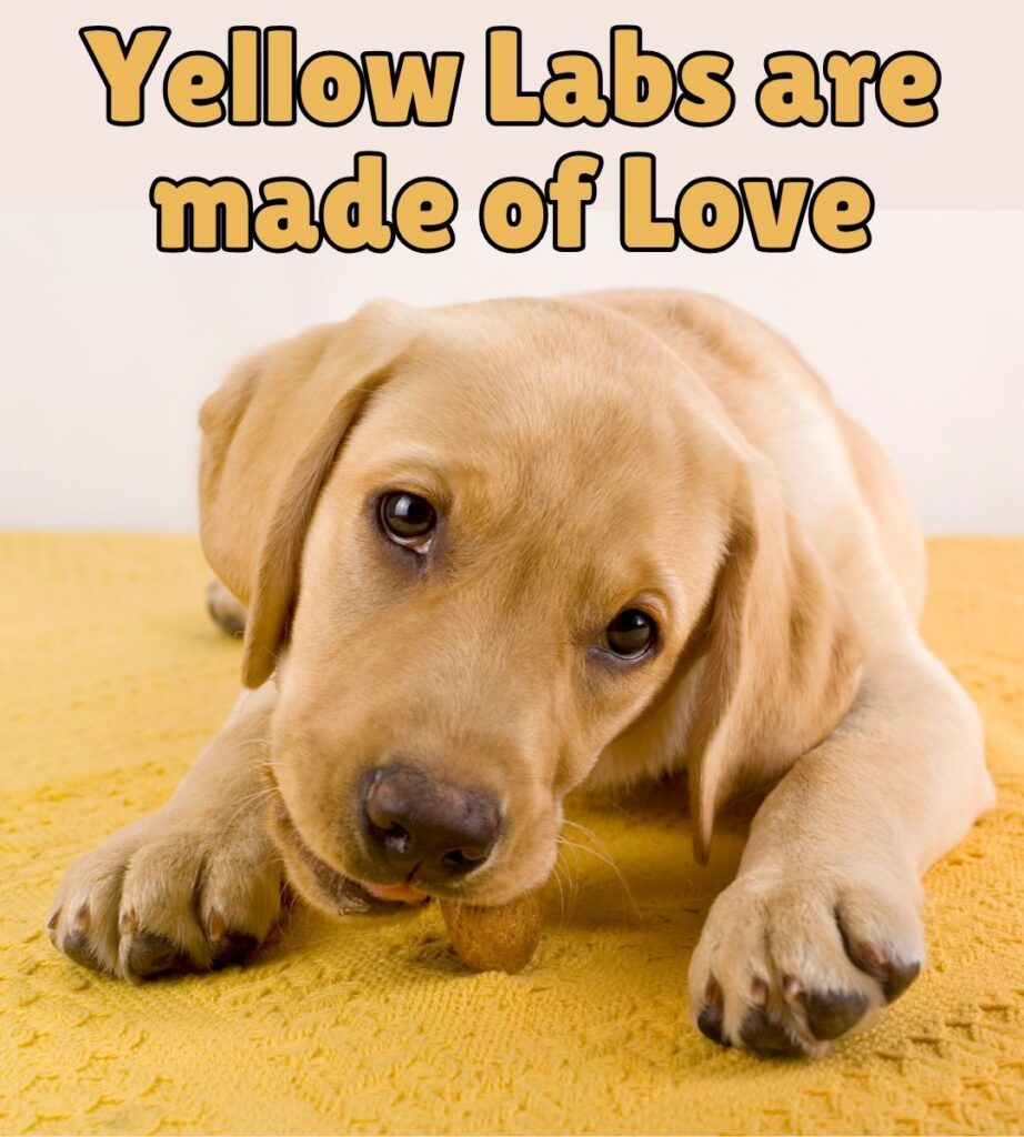 yellow labs are made of love meme