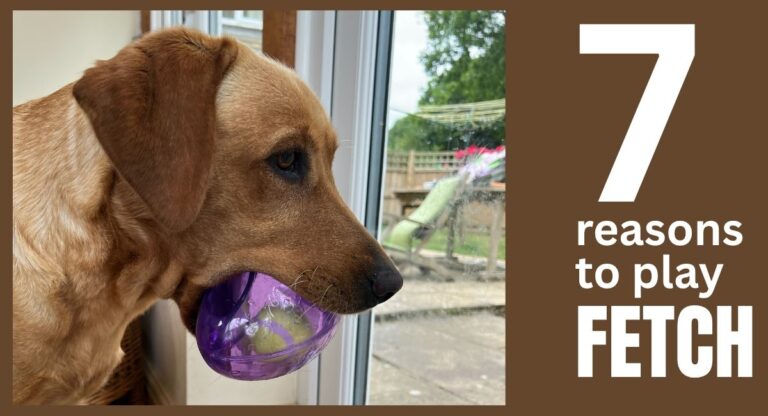 photo of yellow lab holding a purple kong jumbler football