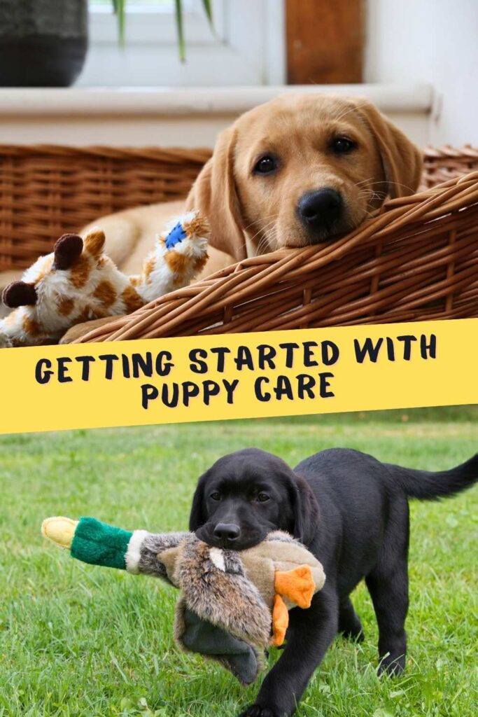 photo of a yellow lab puppy in a basket, above a photo of a black lab puppy with a duck plushie. Text overlay reads: getting started with puppy care