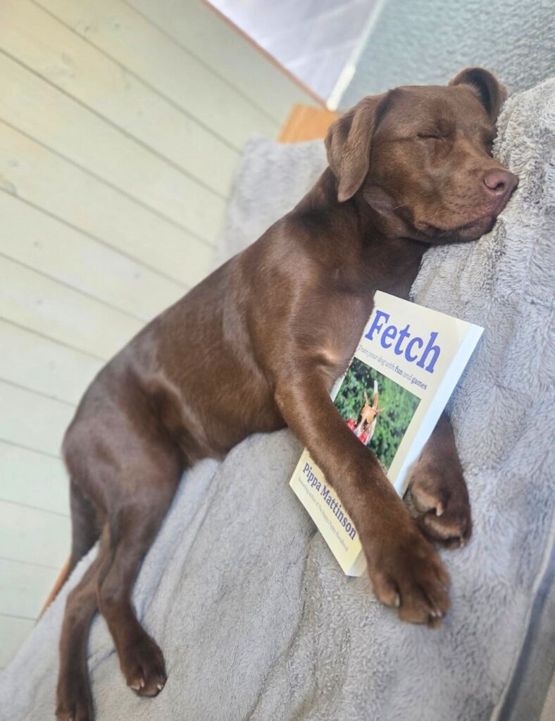 chocolate lab beryl asleep with the fetch book