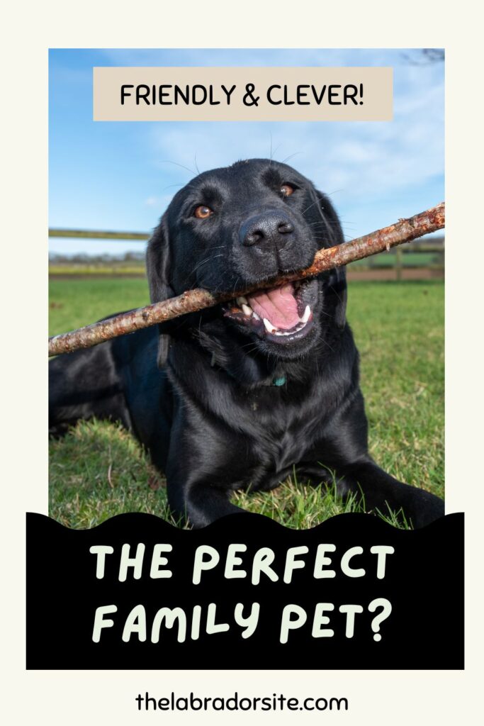 photo of a black labrador laying down in a grassy field and holding a stick