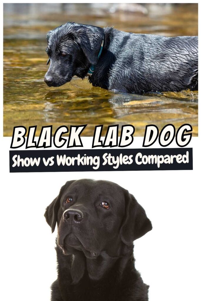 photo of two labradors one above the other