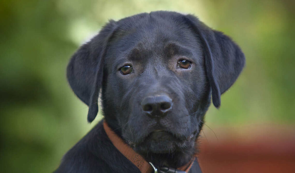 photo of a young black lab puppy wearing a brown leather collar