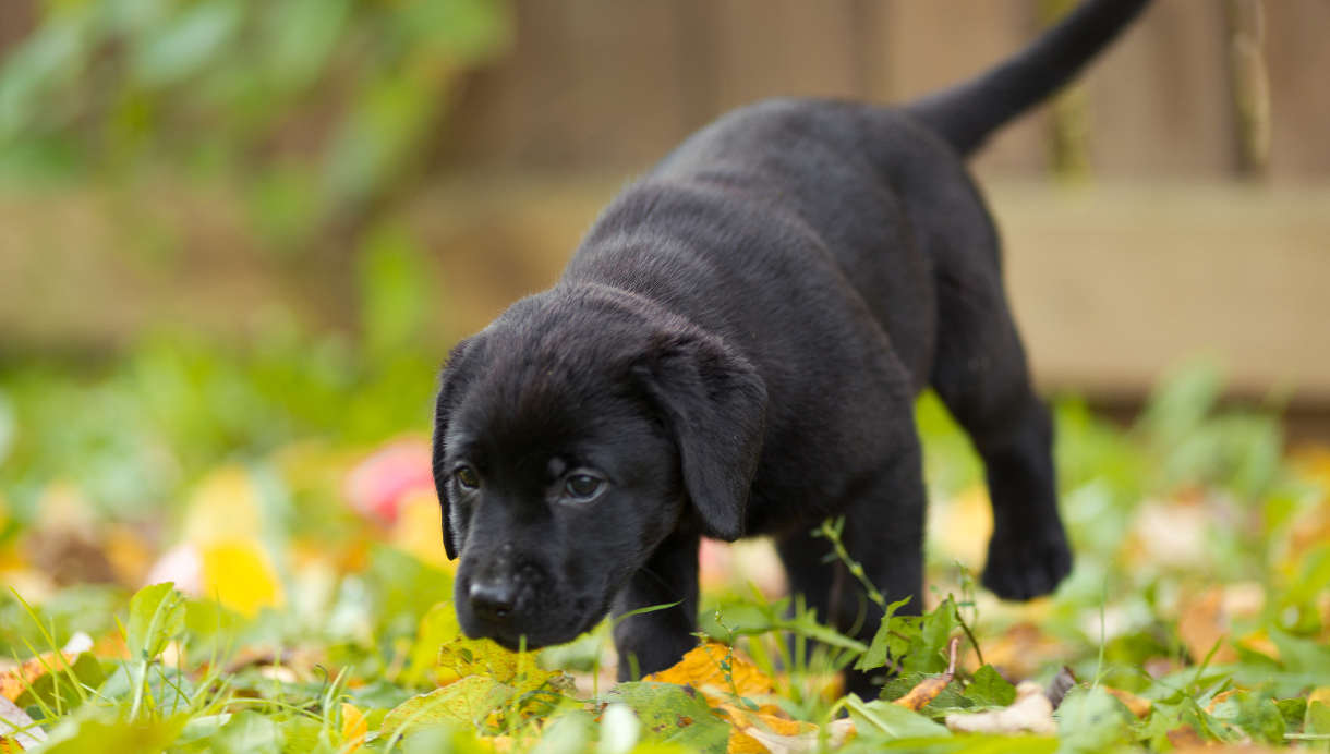labrador puppy looking for a place to potty