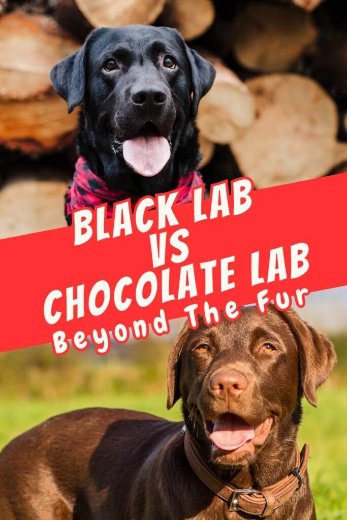 photo of black lab above photo of chocolate lab with text overlay that reads: black lab vs chocolate lab beyond the fur