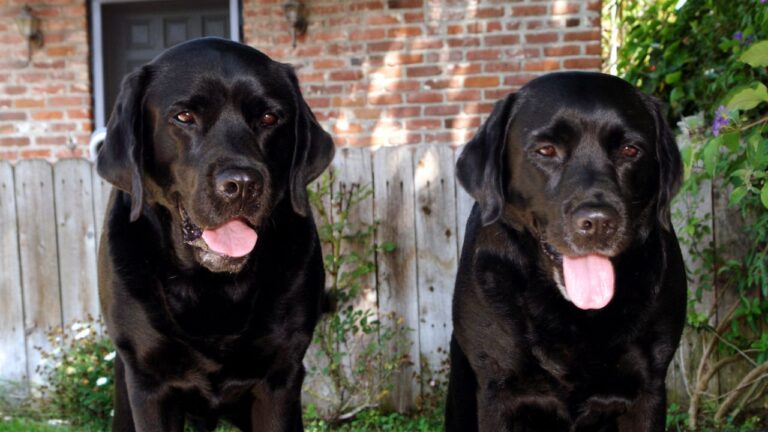 two black labradors