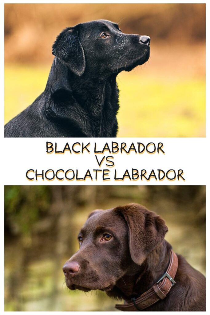 photo of a black american labrador above a photo of a chocolate american labrador