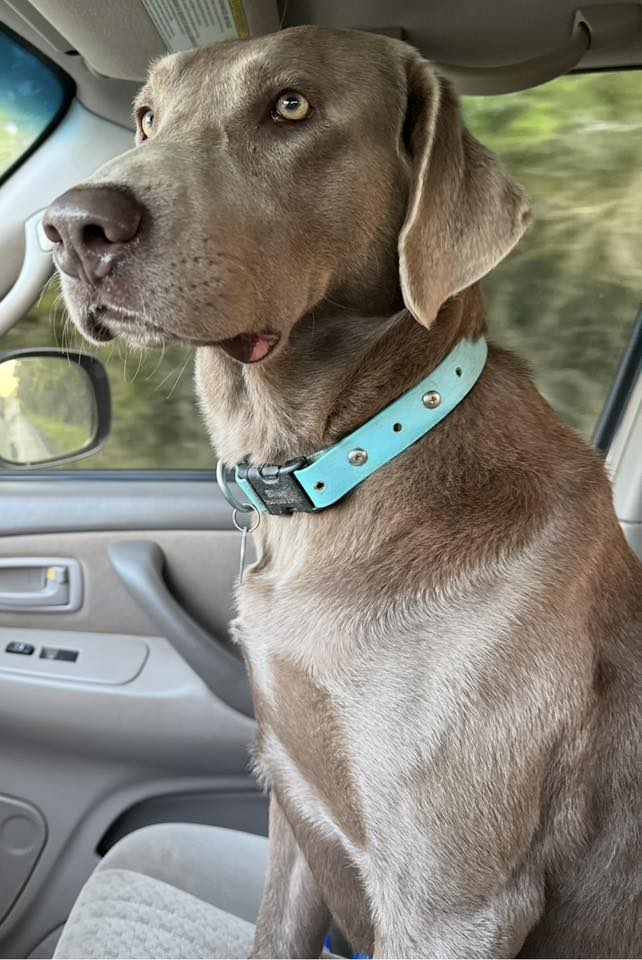 photo of a silver Labrador sitting in a car