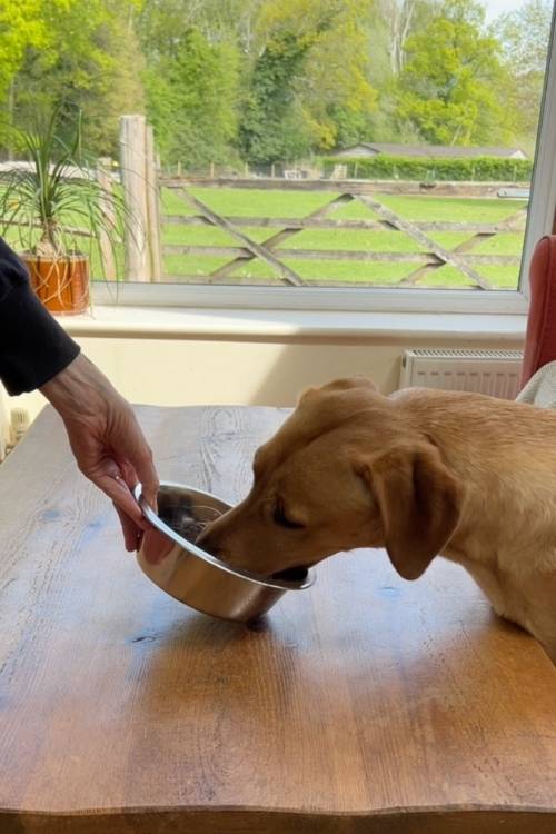 photo of yellow labrador eating from stainless steel dog bowl
