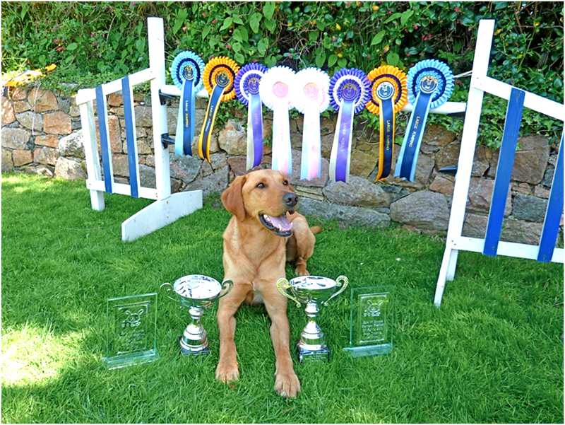 yellow American Lab Chase with his agility awards