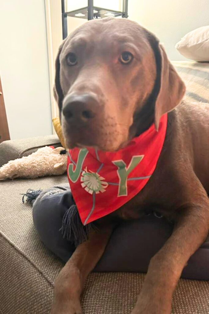 photo of a silver Lab wearing a red bandana