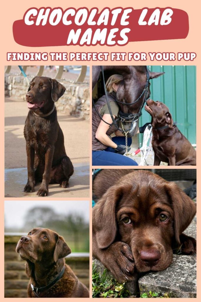 4 photos of chocolate labs