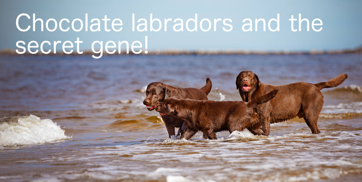 Labrador Chocolate Color - These chocolate labs are having great fun on the beach