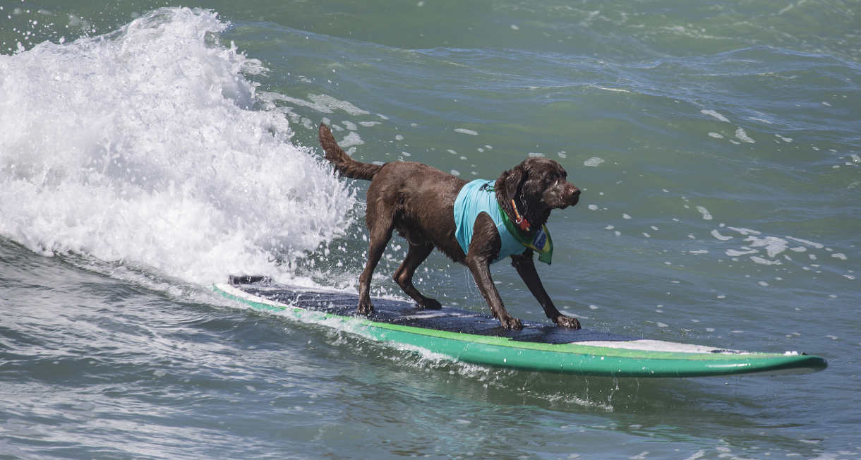 chocolate retriever surfing