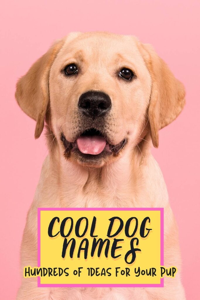 photo of a yellow lab on a pink background with overlaid text that reads 'cool dog names'