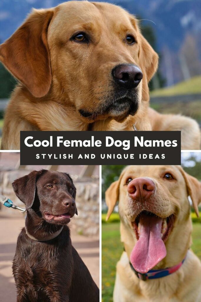 collage of three photos of labradors with text overlay that reads: Cool Female Dog Names