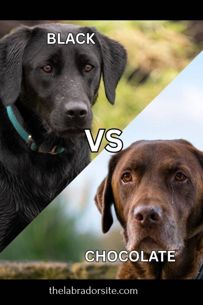 photo of a black lab and photo of a chocolate lab with the text overlay: black vs chocolate