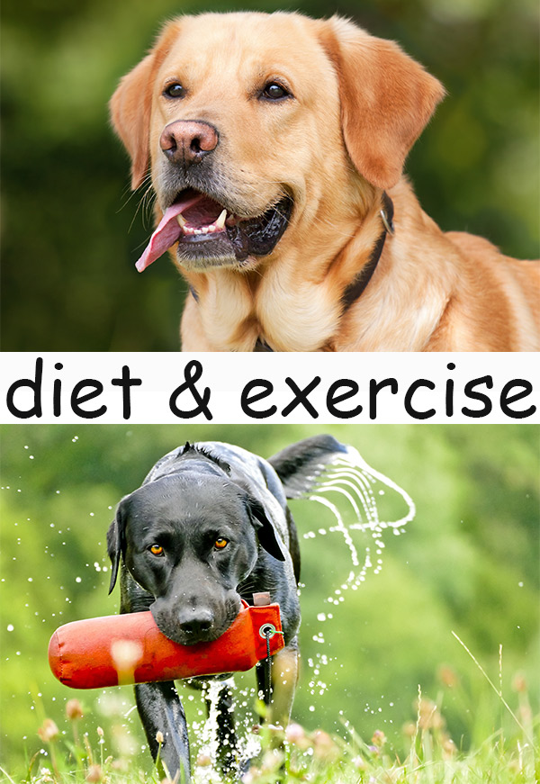 Diet and Exercise For Labradors