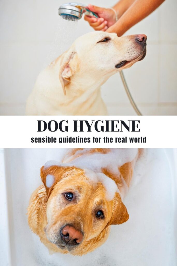 2 photos of yellow labradors being bathed,