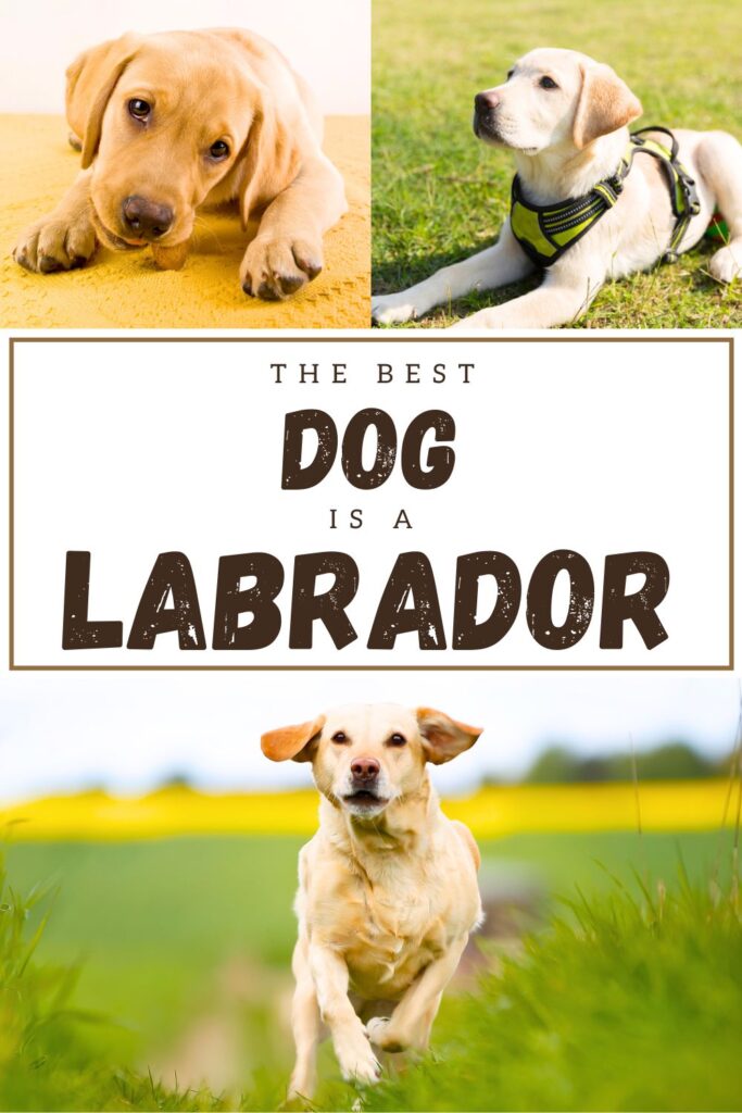 collage of three photos of yellow labs