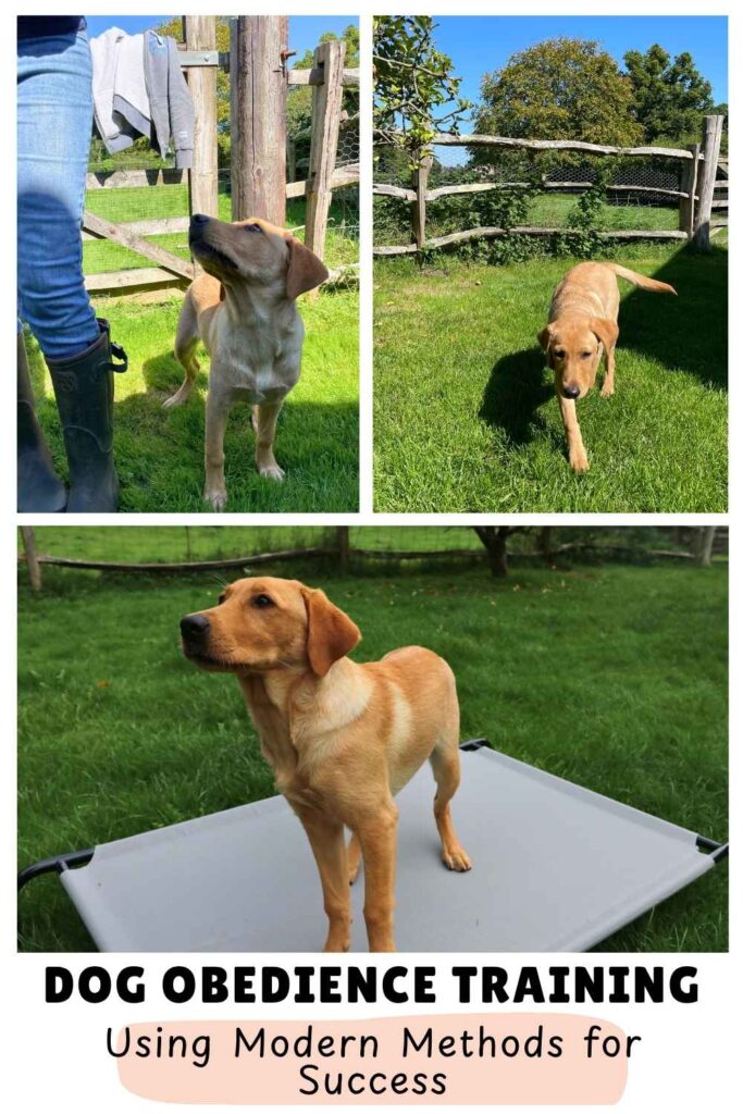 3 photos of yellow lab