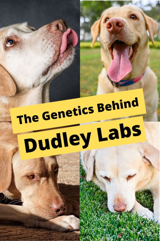 a collage of 4 photos of Dudley Labs