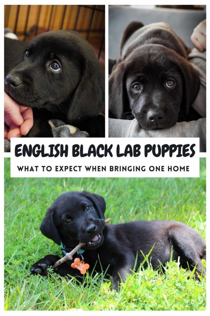 collage of 3 photos of english black lab puppies