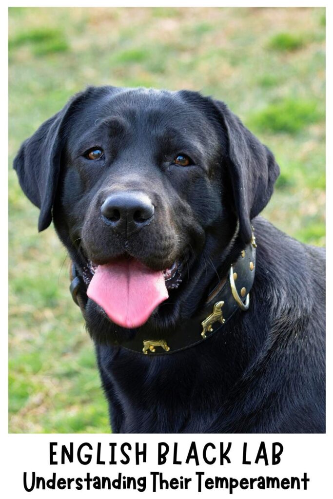 photo of a black English Labrador