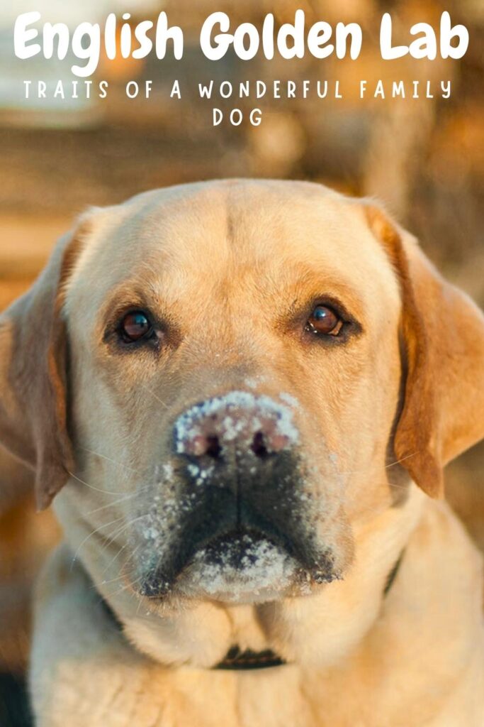 close up head shot photo of golden labrador with snow on its nose