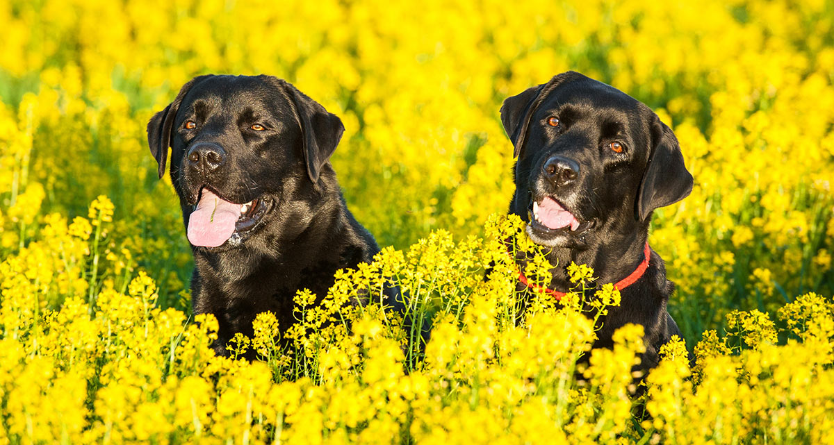 Two gorgeous English Labrador dogs in a field.