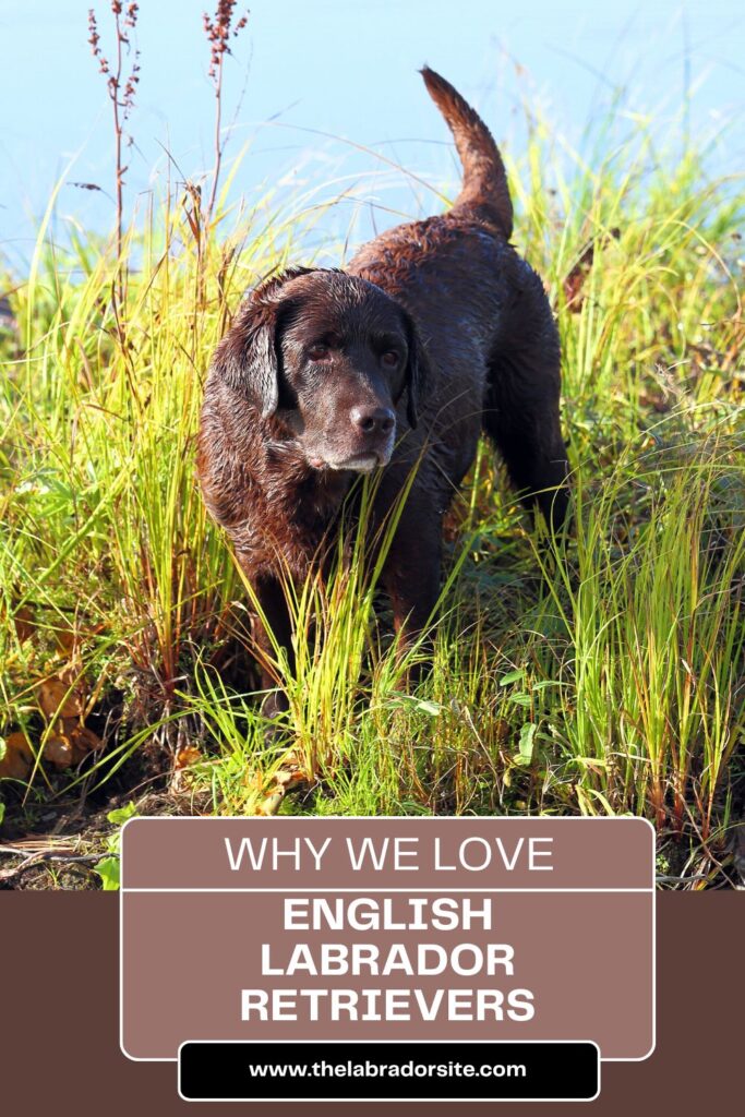 photo of a chocolate english lab on a grassy bank