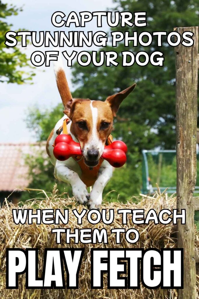 photo of jack russell terrier jumping a straw bale with a red bone in her mouth. Text overlay reads: capture stunning photos of your dog when you teach them to play fetch