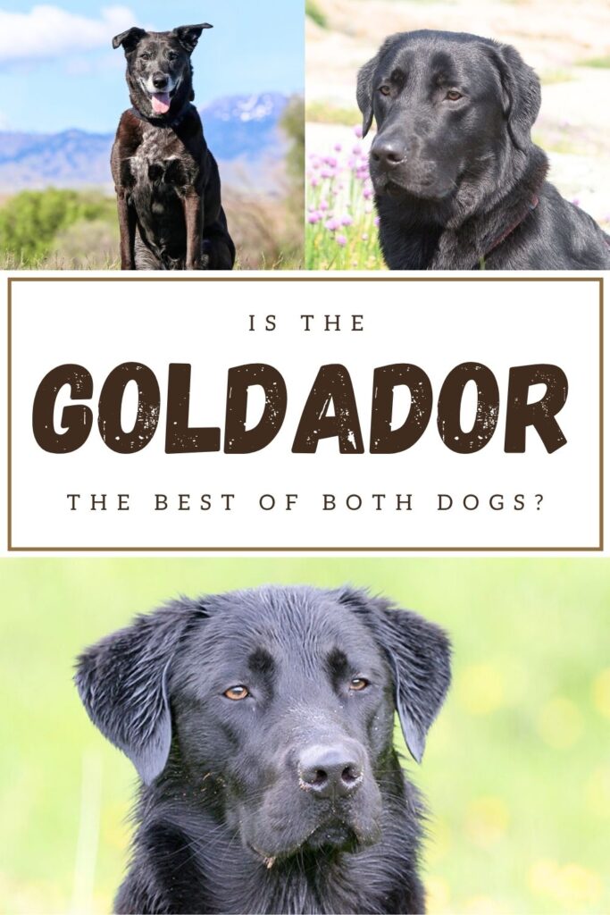collage of three photos of a black goldador mix breed dog with text overlay that reads: Is the Goldador the best of both dogs