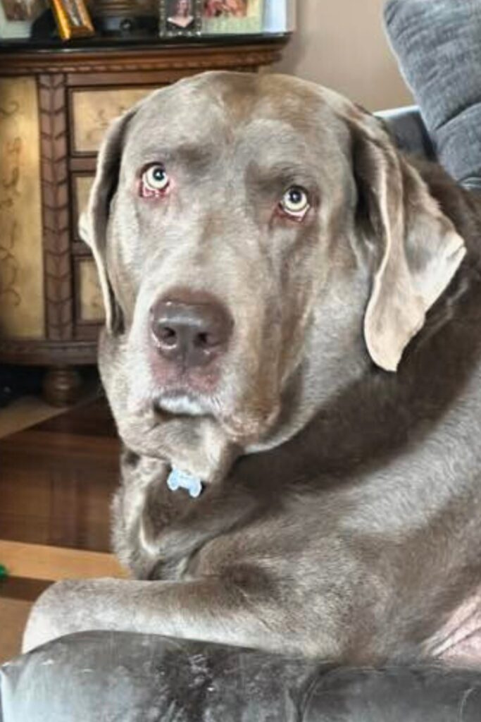 photo of a silver lab in an chair