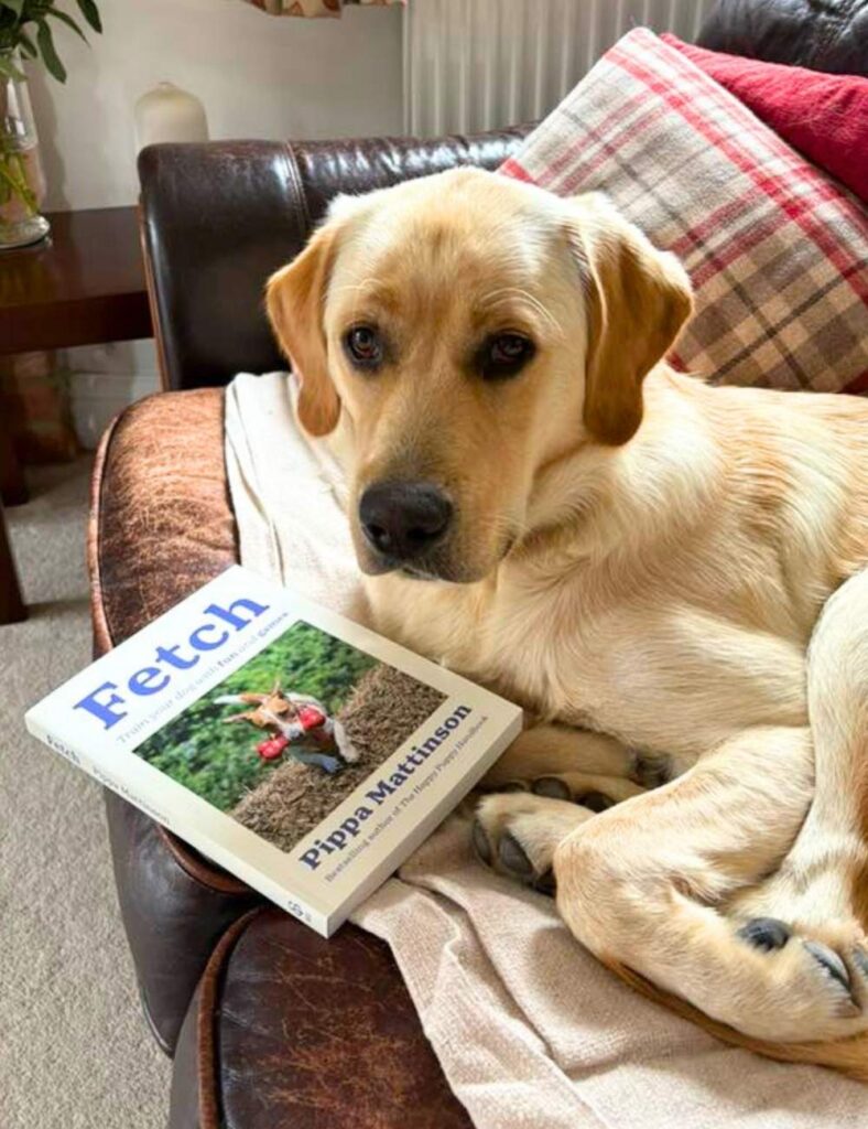 photo of yellow lab on a sofa with a copy of Fetch