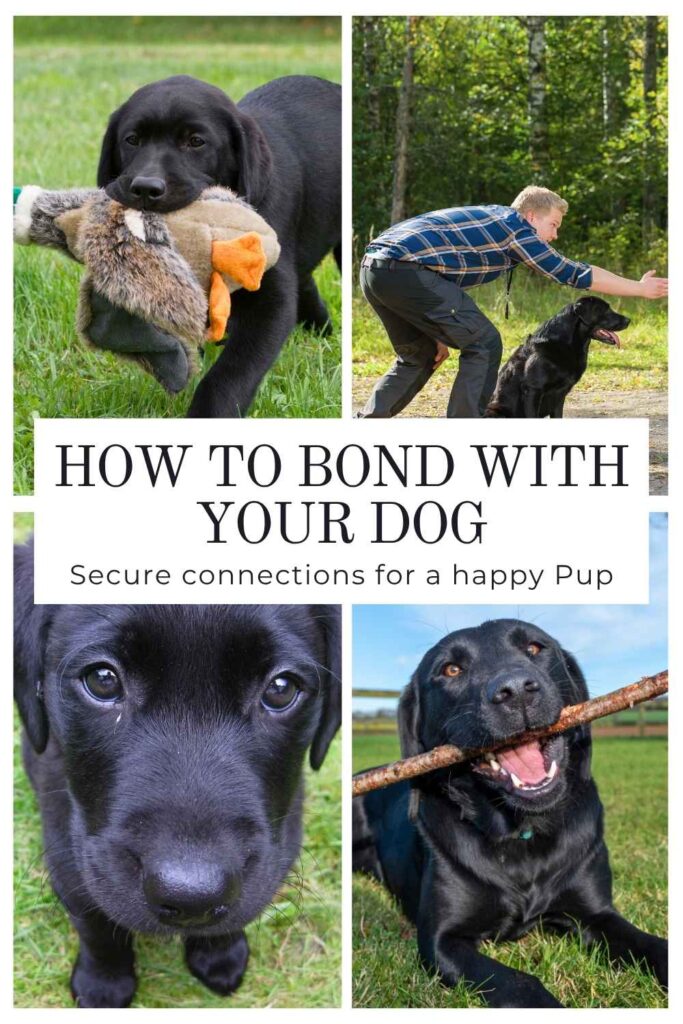 four photos of black labs with text overlay that reads: How to bond with your dog