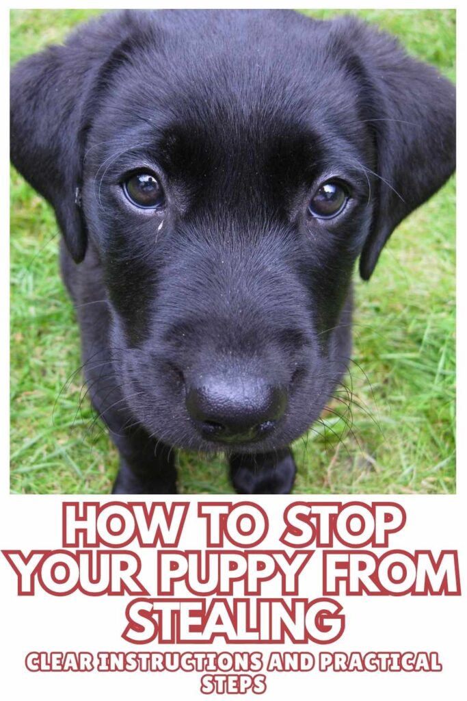 photo of black lab puppy with text overlay that reads: how to stop your puppy from stealing
