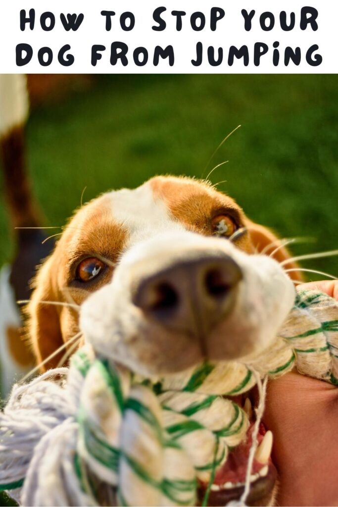 photo of a beagle playing tug