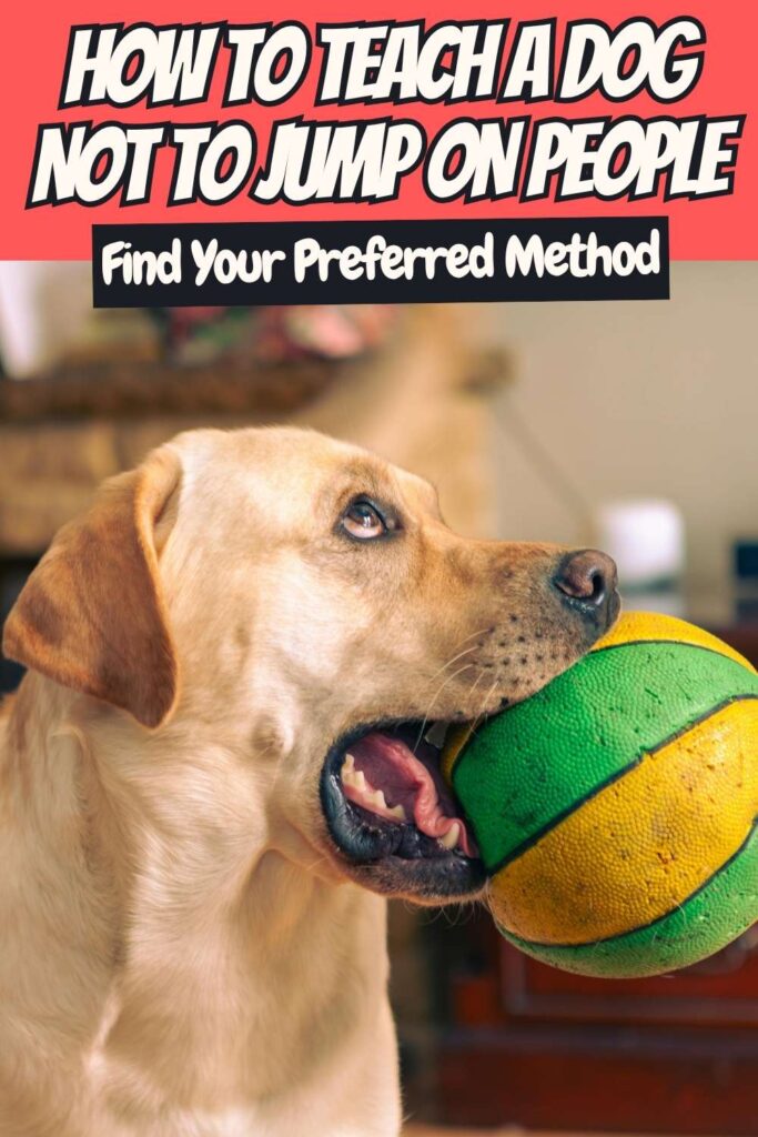 photo of a labrador dog with a ball in their mouth