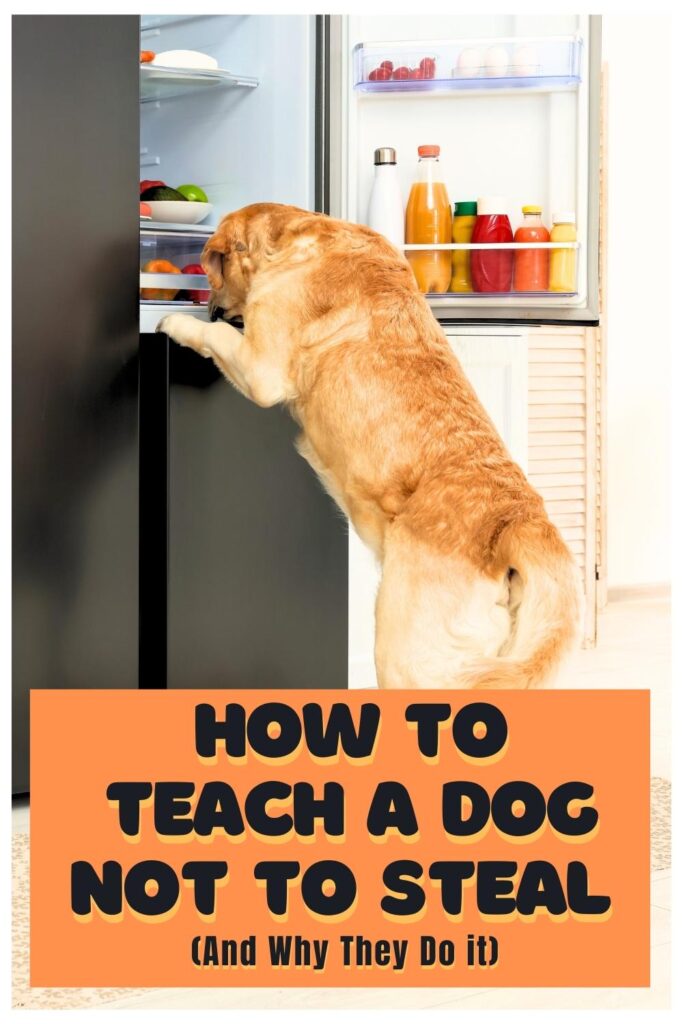 photo of dog stealing food from a refrigerator