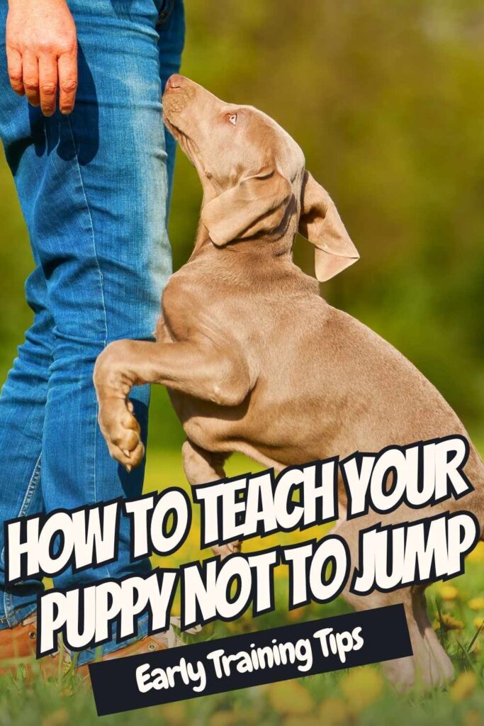 photo of a dog jumping up