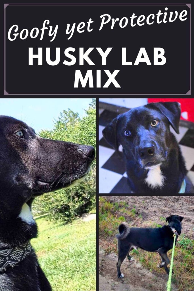 collage of three photos of husky lab mixes