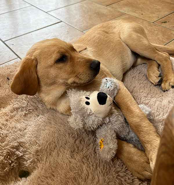 bonnie with her grey teddy bear