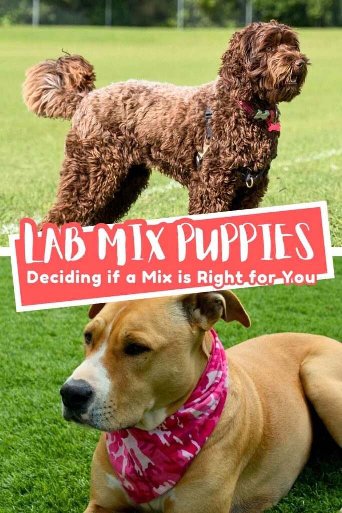 photo of two Labrador mix breed dogs