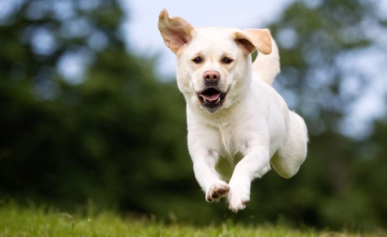 Labrador Recall Proofing – Or How to Get A Really Reliable Recall