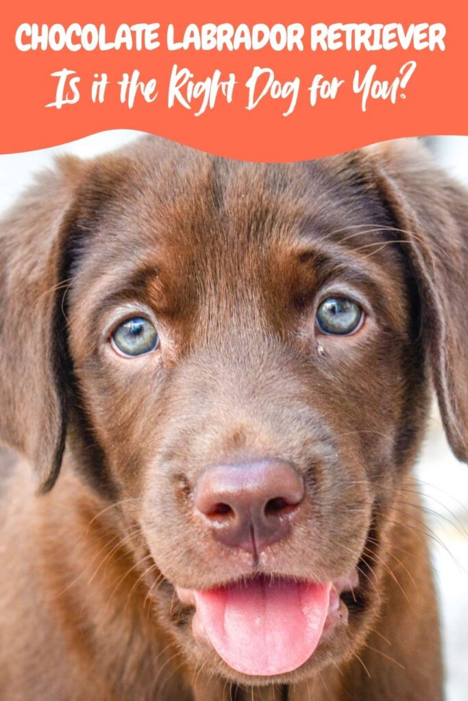 photo of a cute chocolate labrador puppy